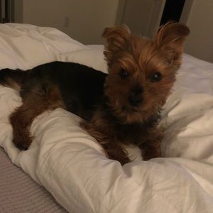 Meet your Posher, Debbie